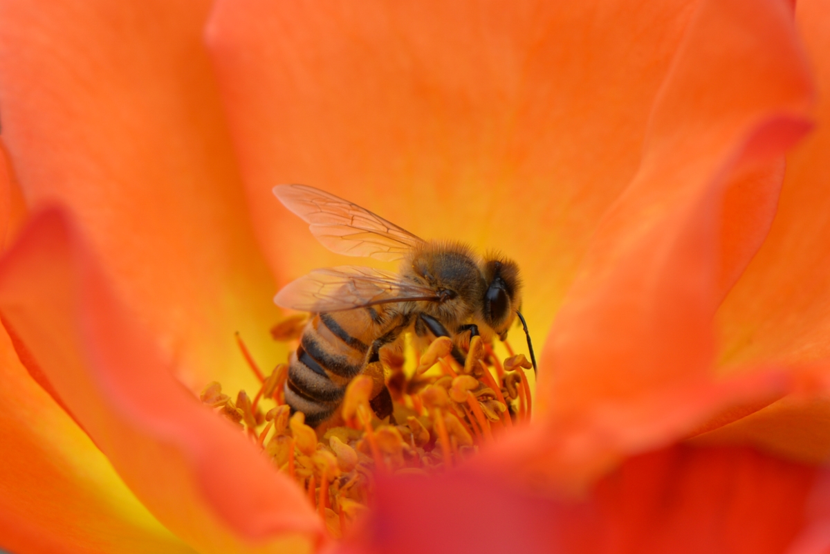 Image of a bee
