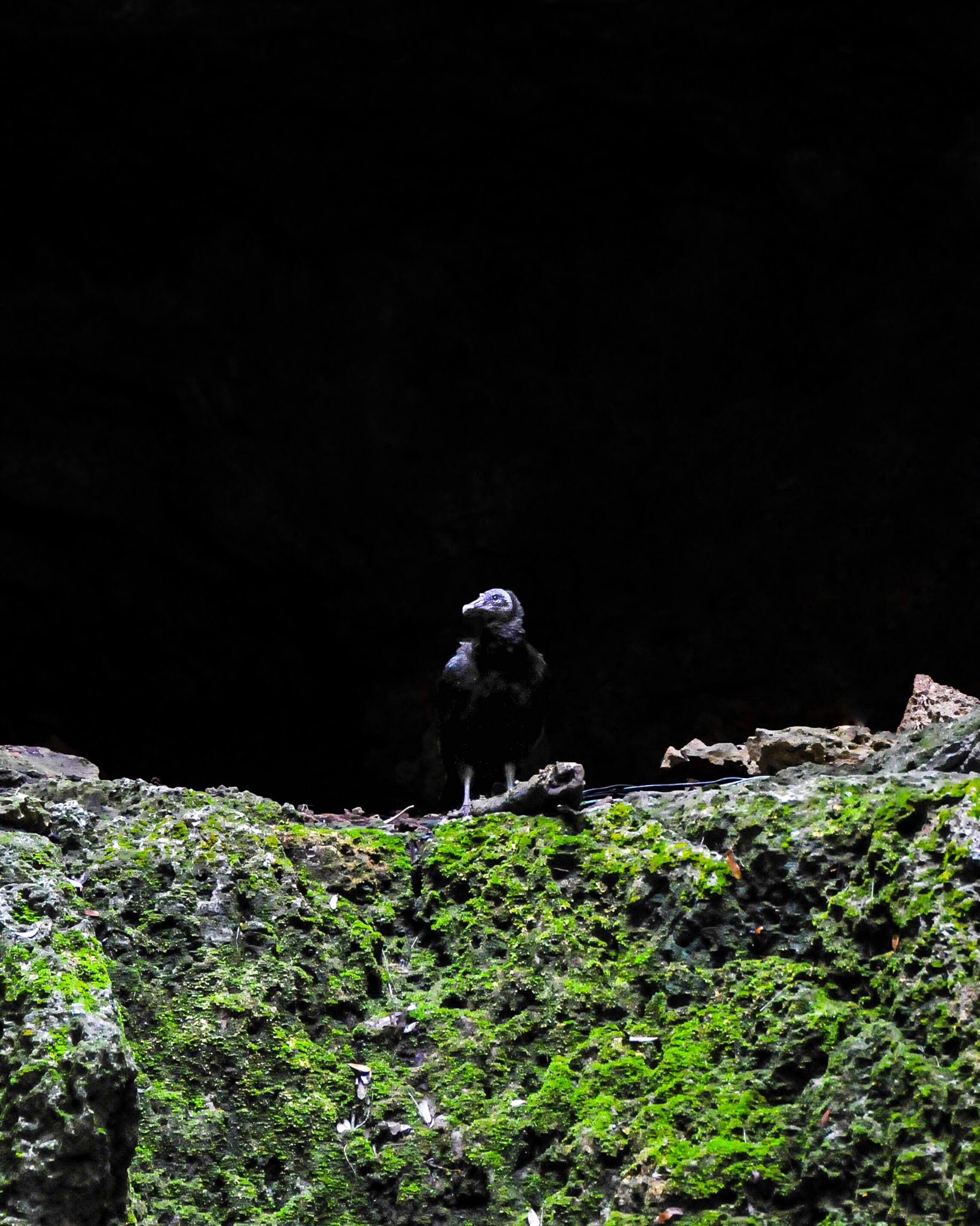 Image of a vulture