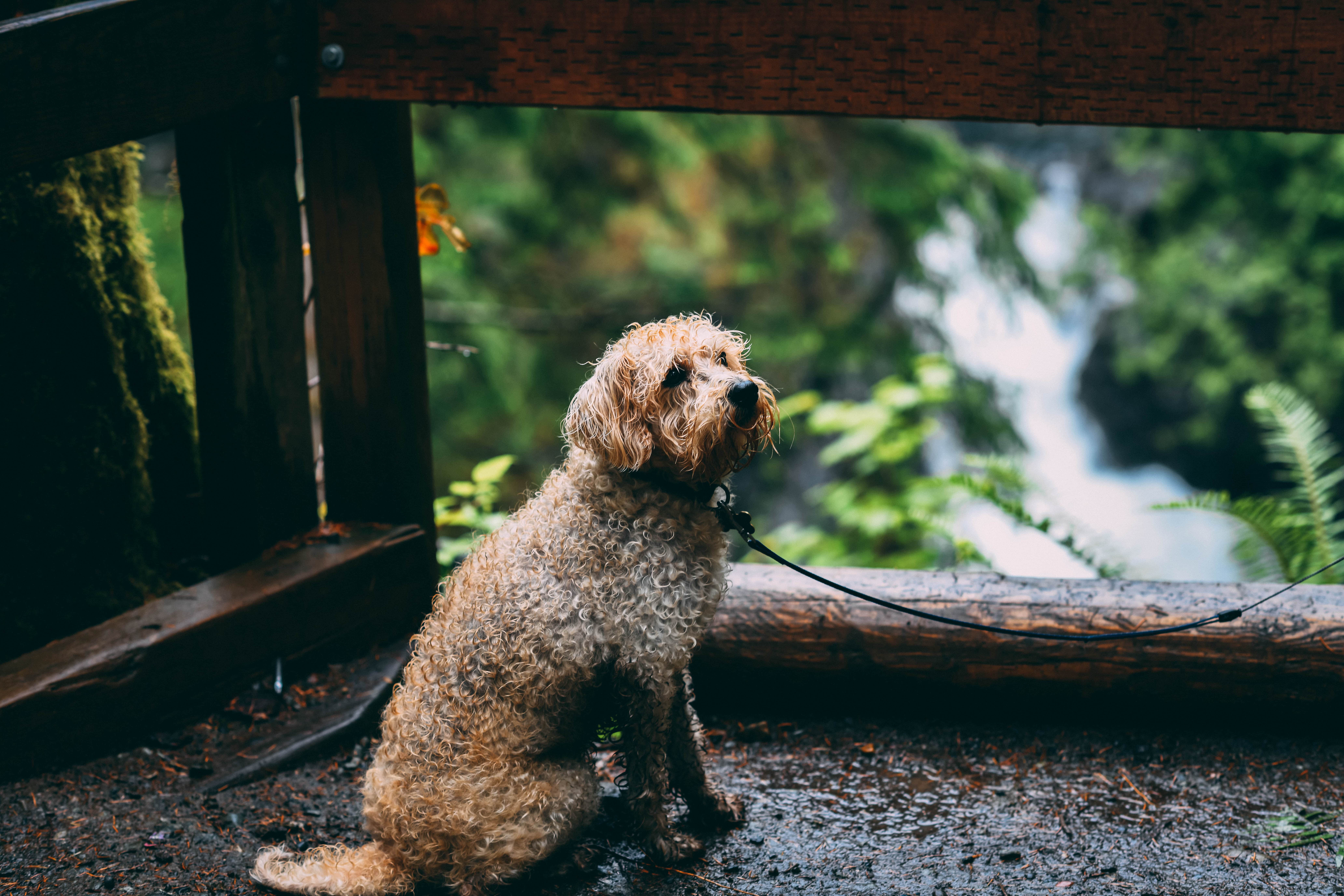 Image of wet dog