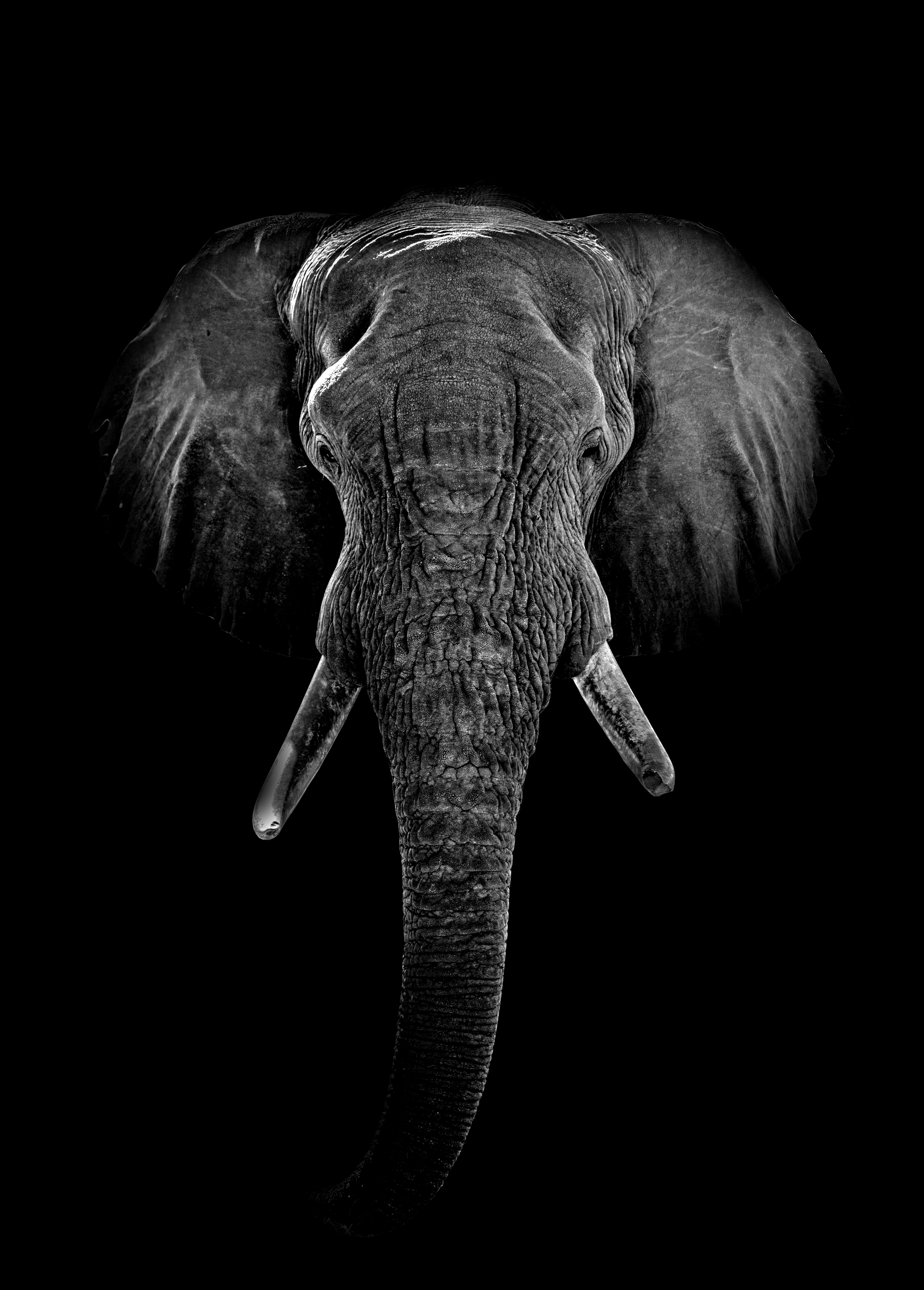 Image of an elephant