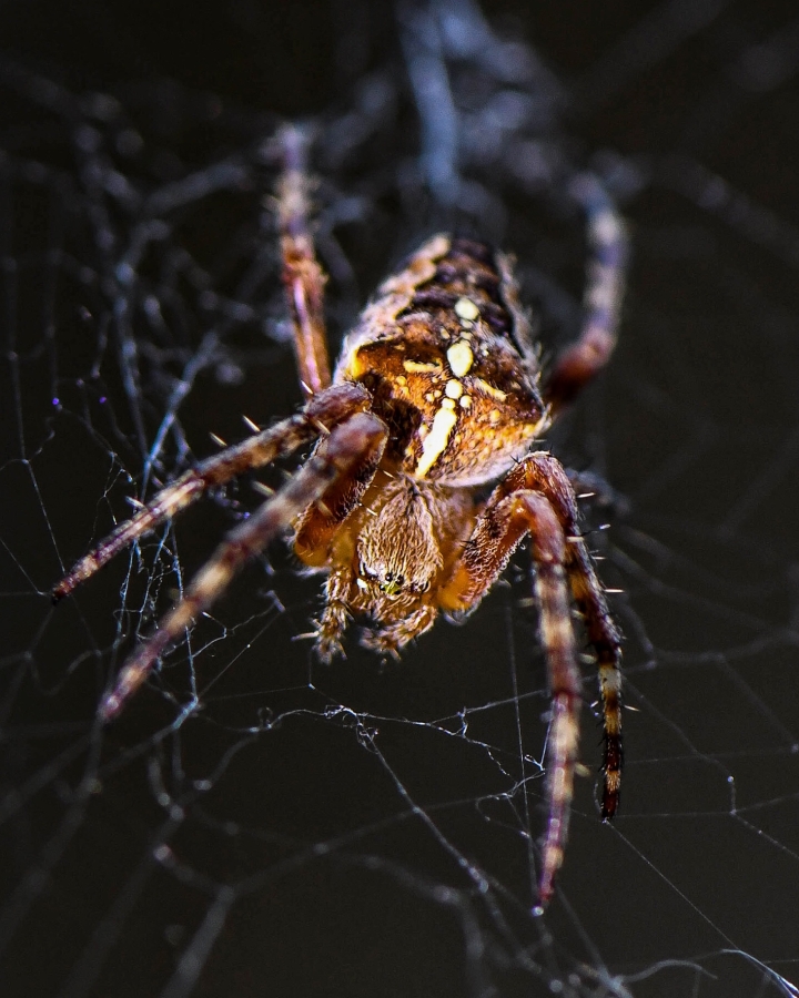 Close up of a spider