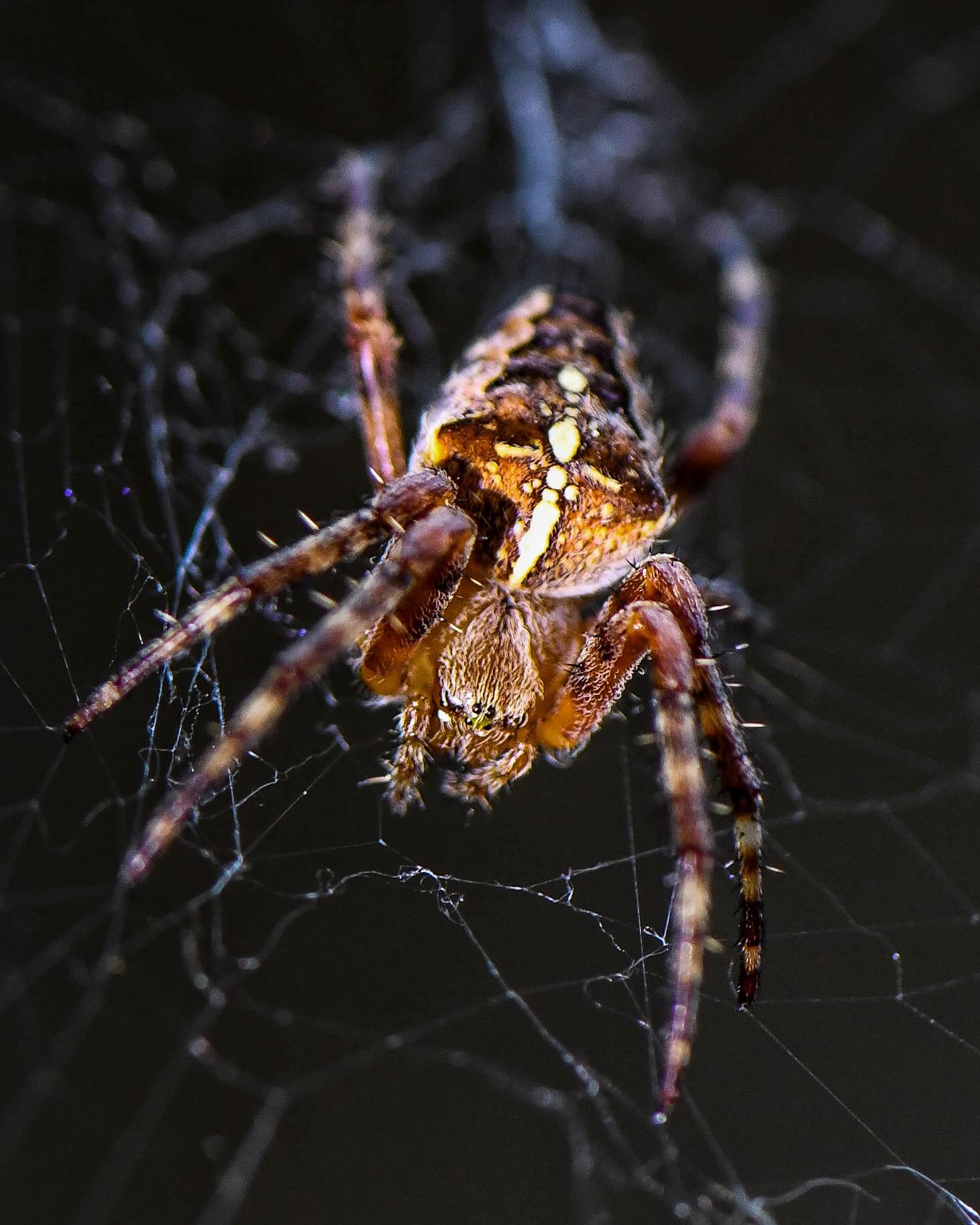 Image of a spider