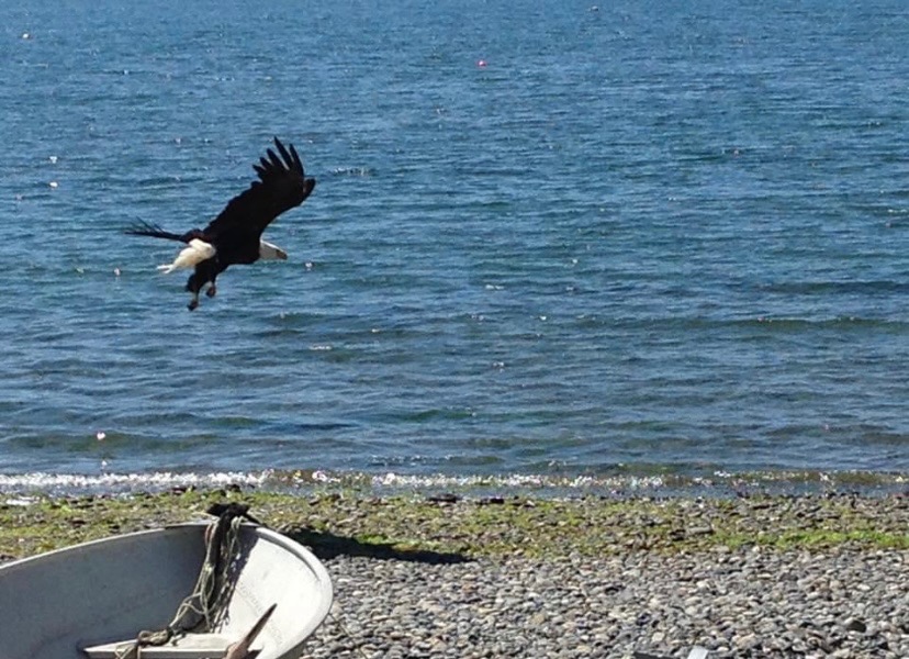 eagle on the beach