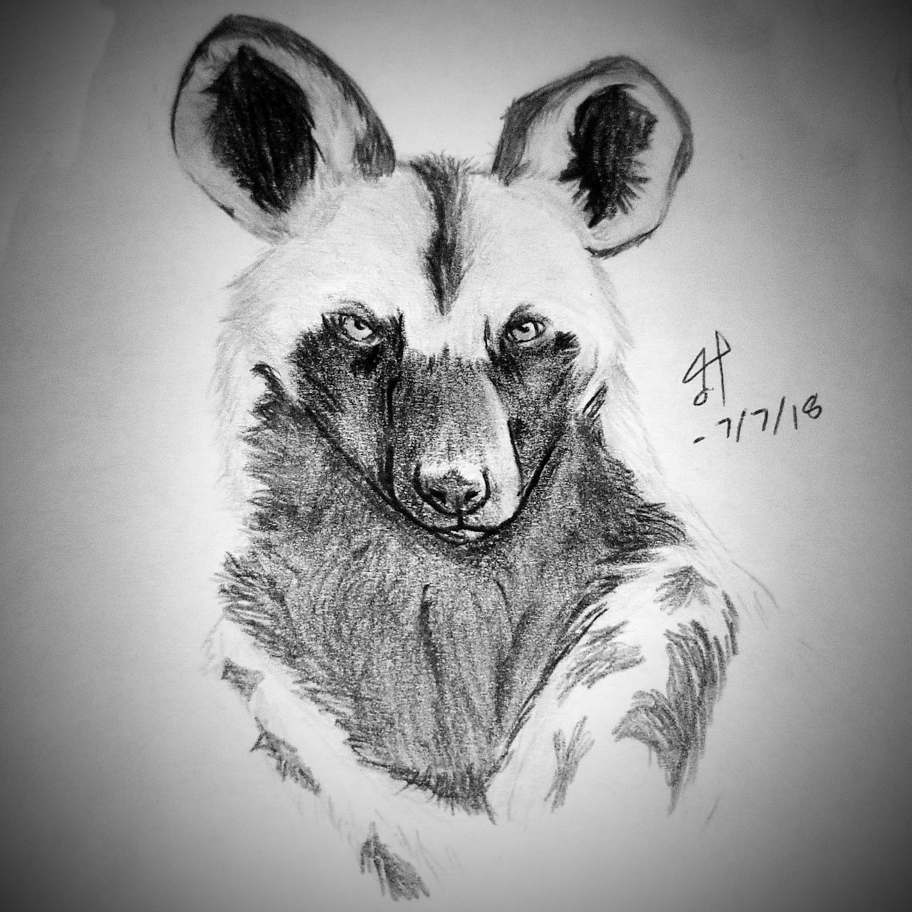 Pencil drawing of an African Wild Dog