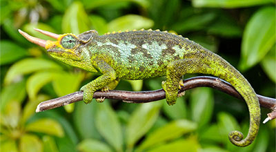 jackson chameleon