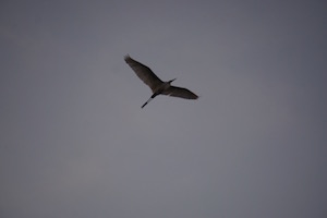 flying