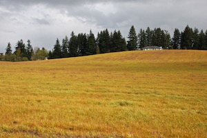 field