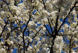 blossom