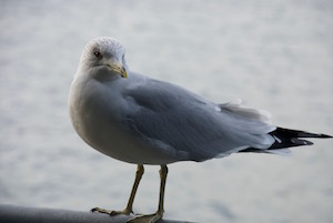 bird