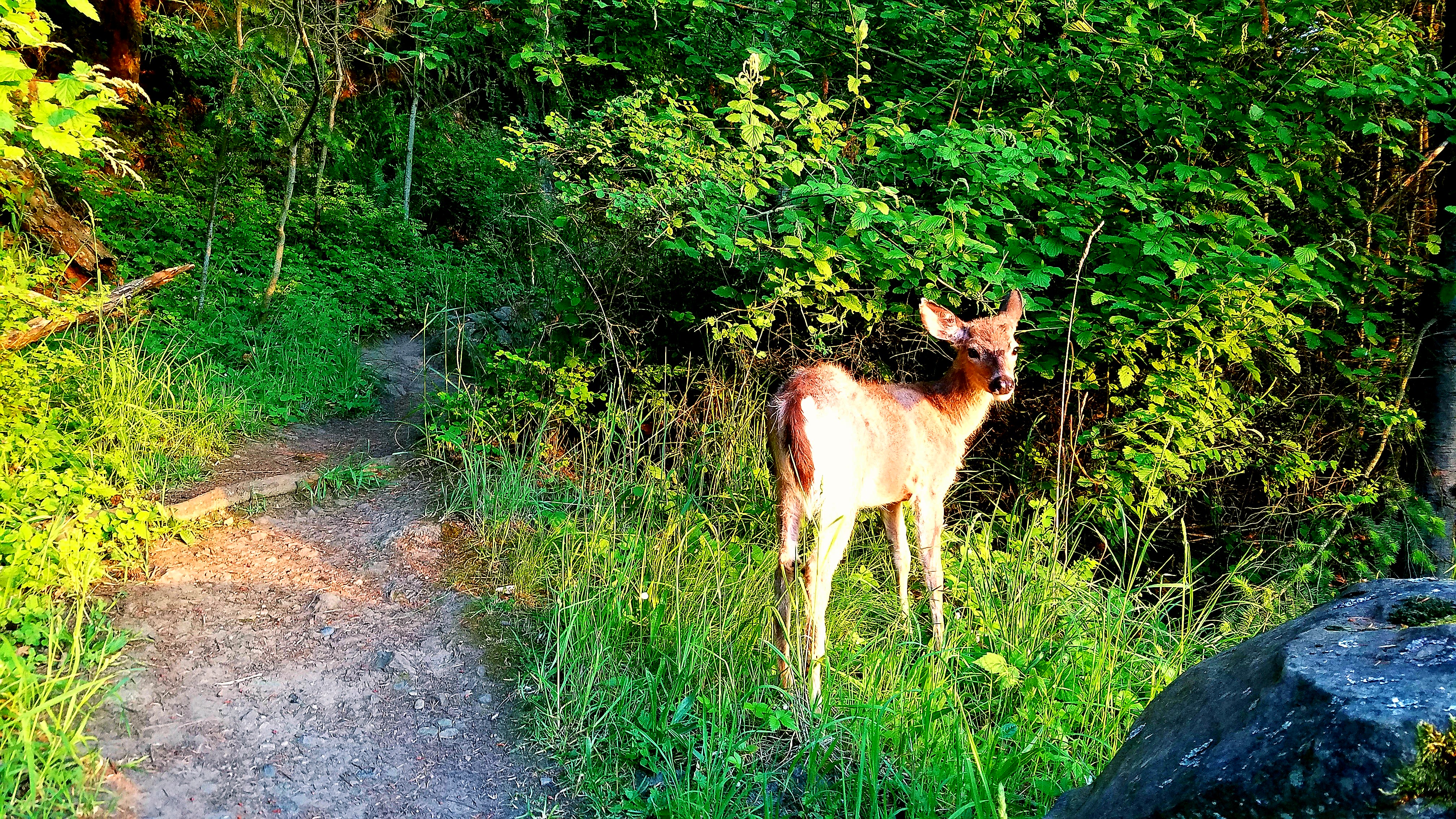 deer