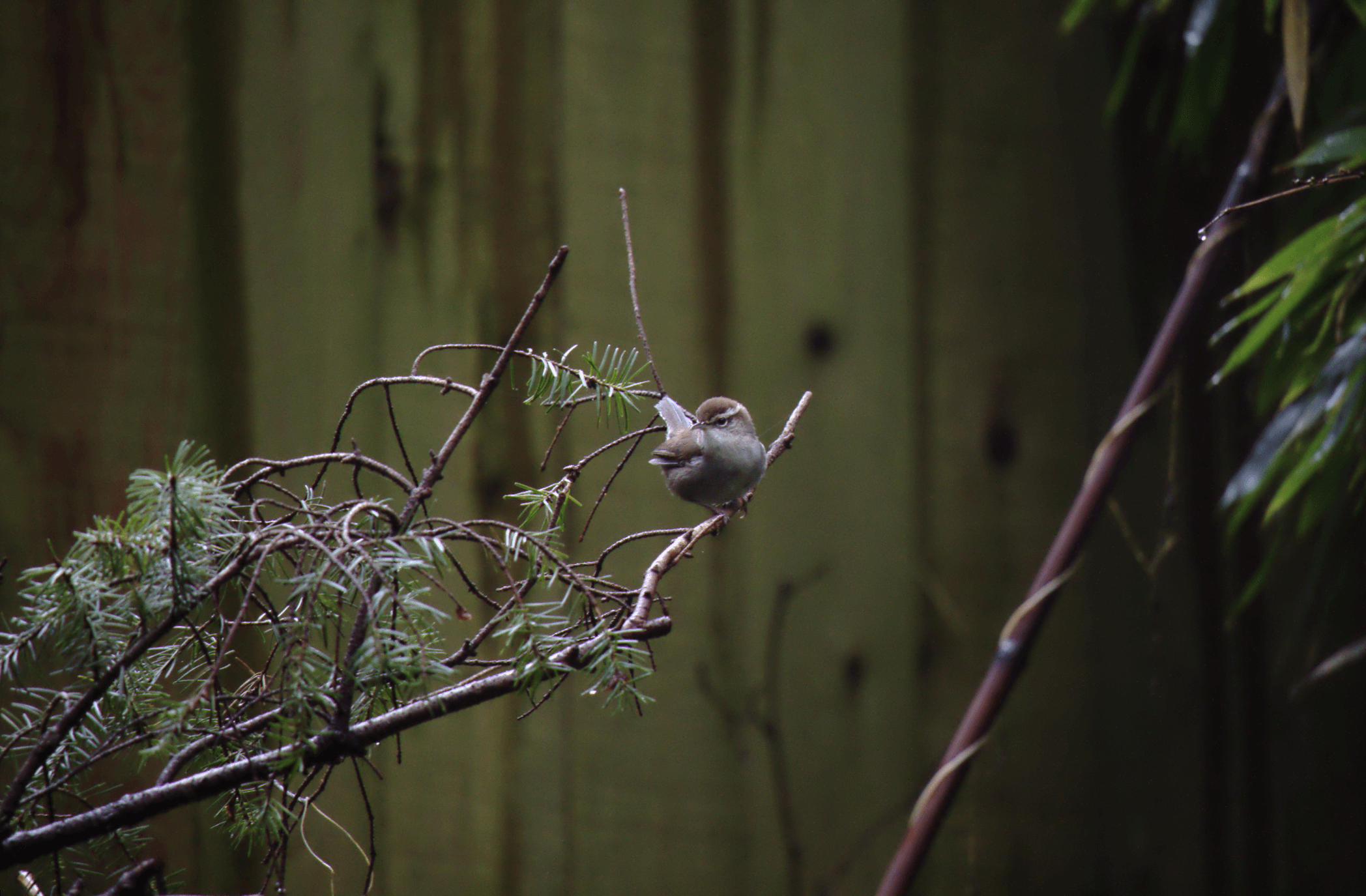 Bird