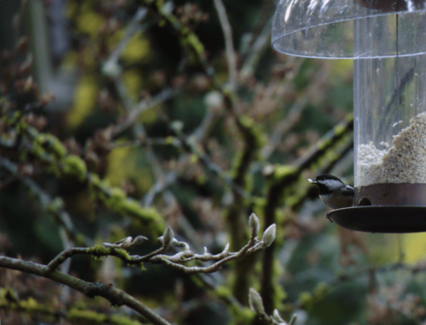 Birdfeeder