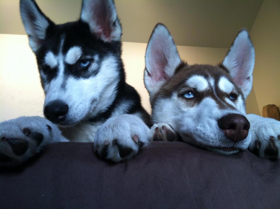 Huskies