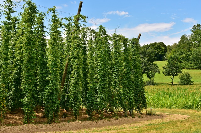 Organic hops