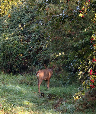 deer