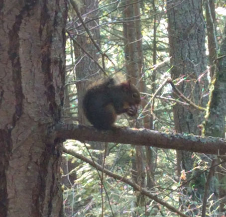 Douglas Squirrel