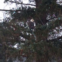 Eagle