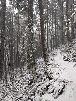 Snowy Trail
