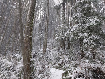Snowy Woods