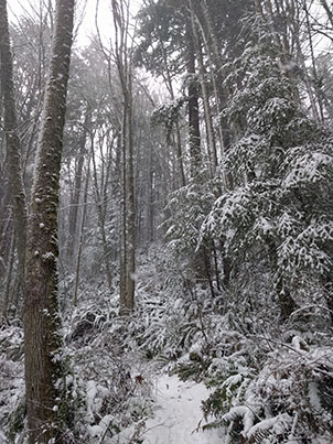 Snowy Trail