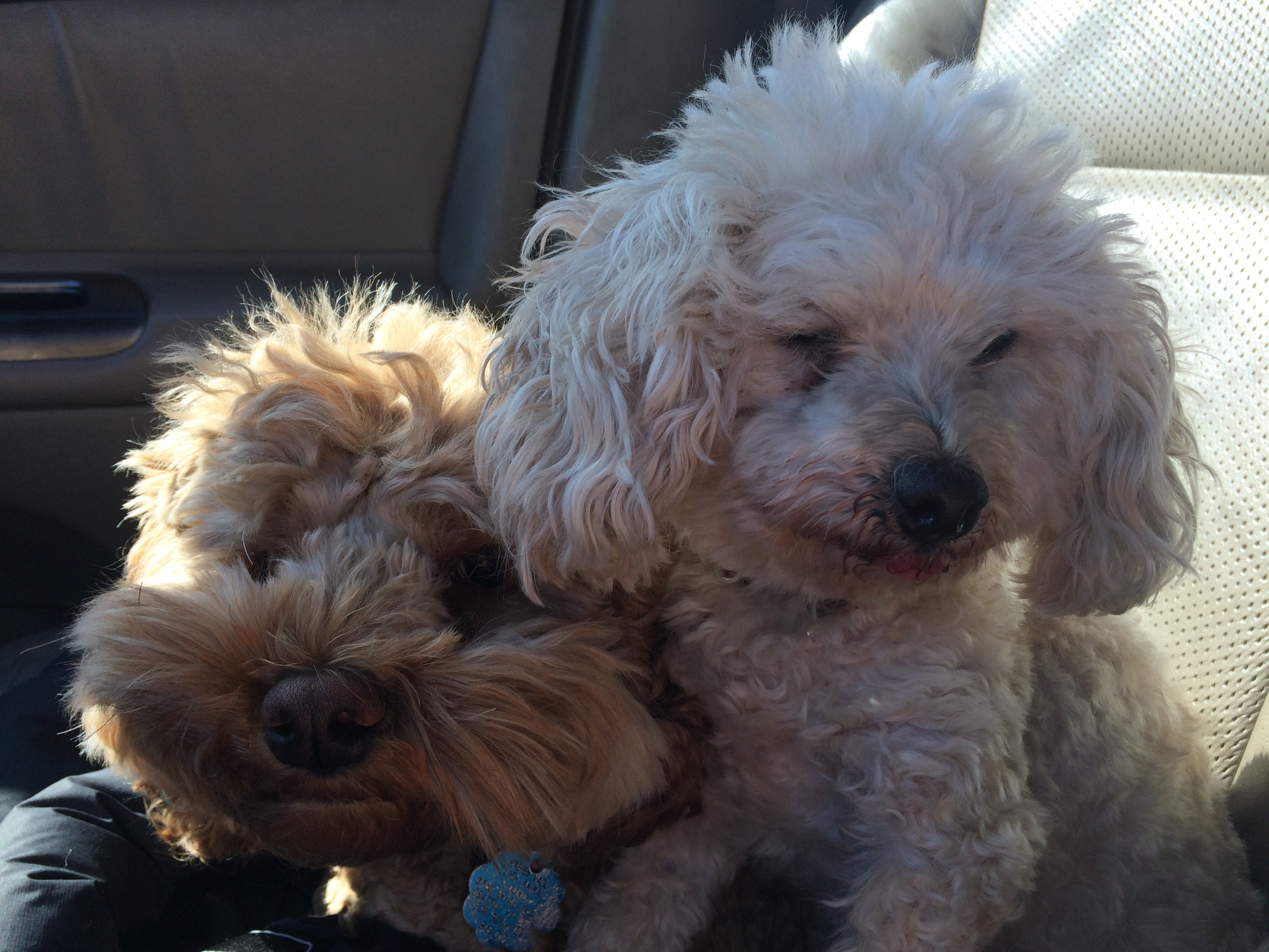 Lily and Bella